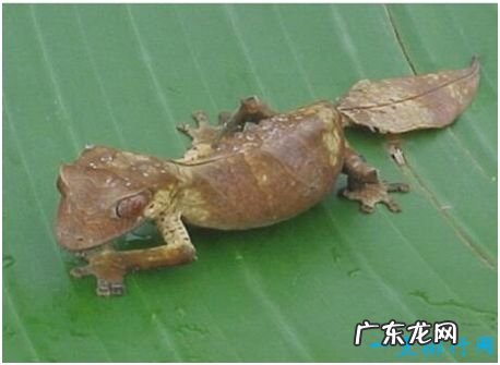 世界上最会伪装的蜥蜴,撒旦叶尾壁虎能完美模拟枯叶形态