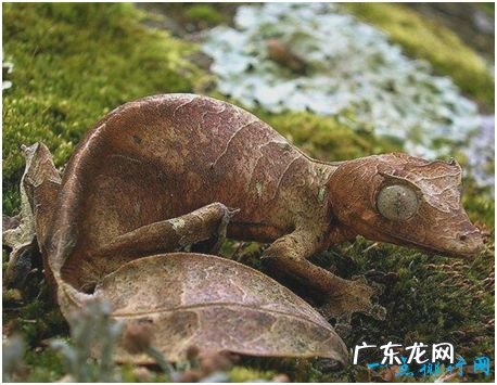 世界上最会伪装的蜥蜴,撒旦叶尾壁虎能完美模拟枯叶形态