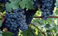 世界十大抗癌水果排名 草莓抗癌效果最强