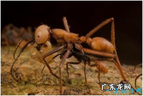 世界上最可怕的蚂蚁,行军蚁能消灭一只军队