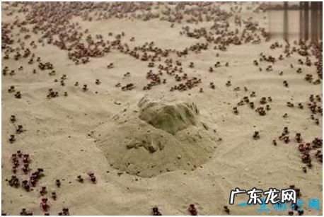 世界上最可怕的蚂蚁,行军蚁能消灭一只军队