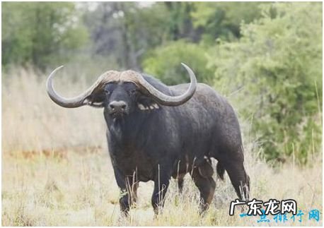 世界上最贵的牛,身价超过7000万元人民币