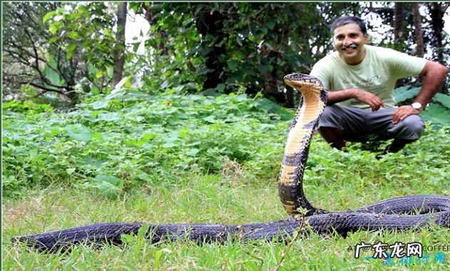 世界上最毒的动物Top10 箱型水母最毒