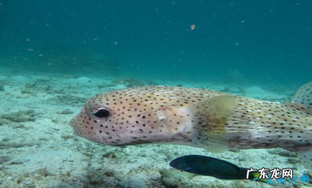 世界上最毒的动物Top10 箱型水母最毒