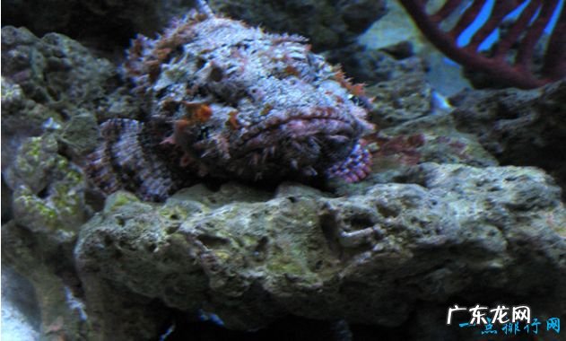 世界上最毒的动物Top10 箱型水母最毒