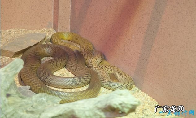 世界上最毒的动物Top10 箱型水母最毒