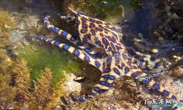 世界上最毒的动物Top10 箱型水母最毒