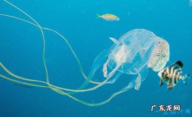 世界上最毒的动物Top10 箱型水母最毒