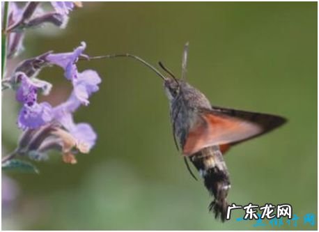 世界上长相最奇特的蛾,蜂鸟鹰蛾既像天蛾又像蜂鸟