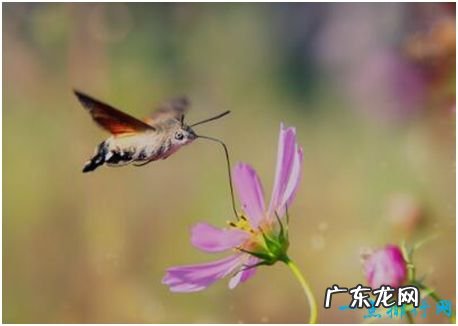 世界上长相最奇特的蛾,蜂鸟鹰蛾既像天蛾又像蜂鸟