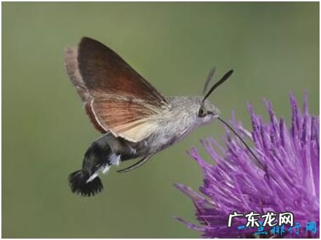 世界上长相最奇特的蛾,蜂鸟鹰蛾既像天蛾又像蜂鸟