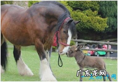 世界上最小的驴 仅高60厘米比2岁小孩还矮