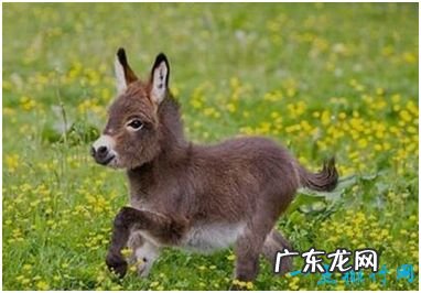 世界上最小的驴 仅高60厘米比2岁小孩还矮