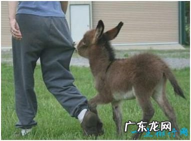 世界上最小的驴 仅高60厘米比2岁小孩还矮