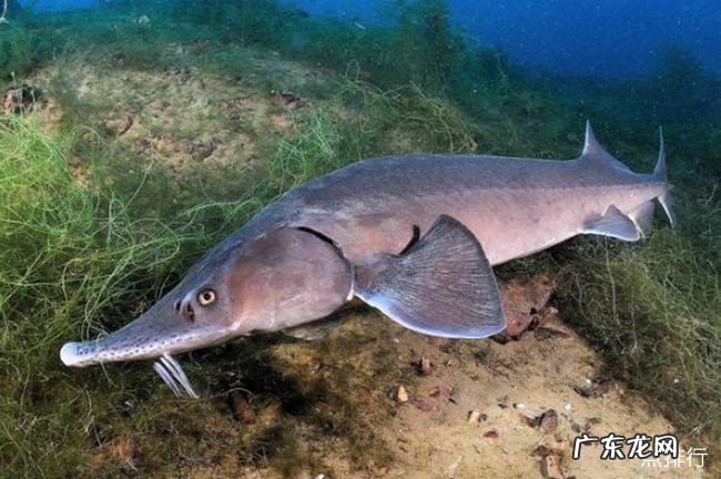 世界上最大的淡水鱼排名 欧洲鳇可以长到20英尺