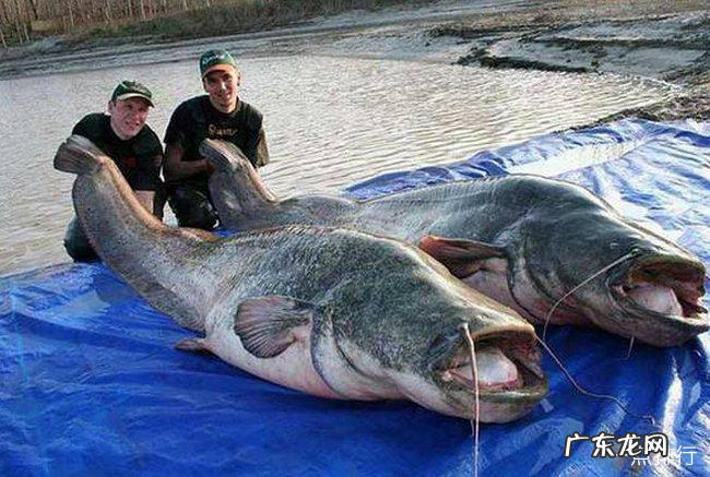 世界上最大的淡水鱼排名 欧洲鳇可以长到20英尺