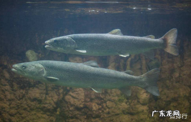 世界上最大的淡水鱼排名 欧洲鳇可以长到20英尺