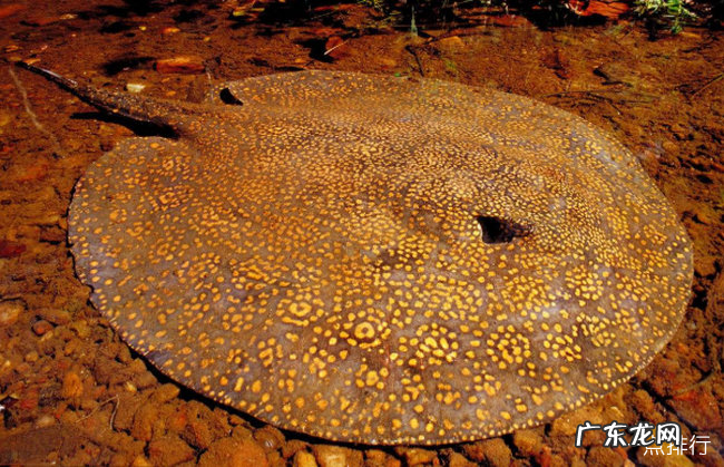 世界上最大的淡水鱼排名 欧洲鳇可以长到20英尺