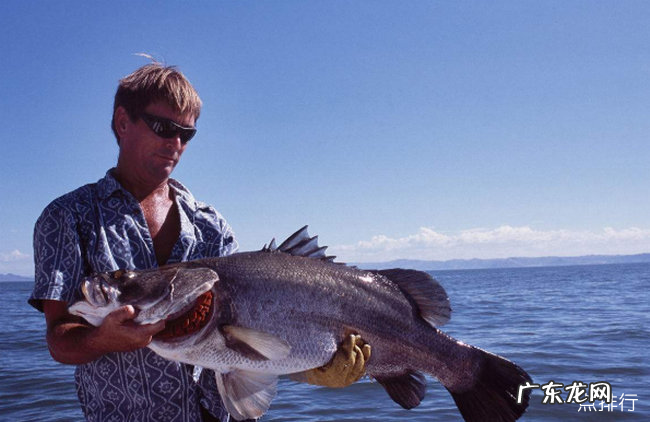 世界上最大的淡水鱼排名 欧洲鳇可以长到20英尺