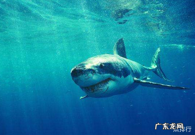 世界上最大的淡水鱼排名 欧洲鳇可以长到20英尺