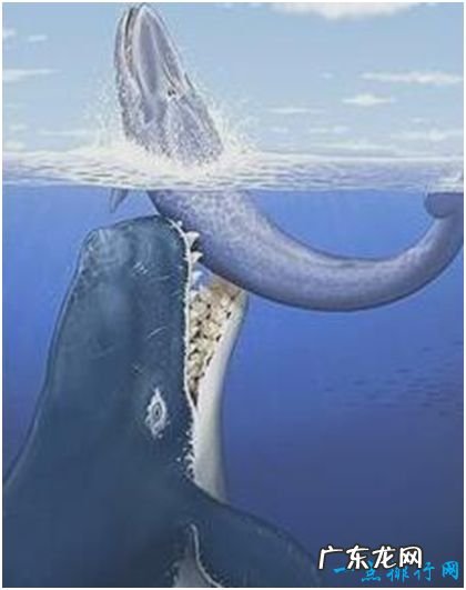 史上最凶猛的鲸，利维坦鲸能捕食须鲸