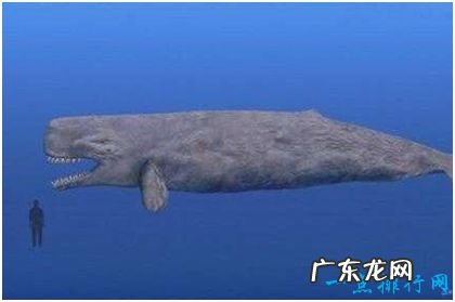 史上最凶猛的鲸，利维坦鲸能捕食须鲸