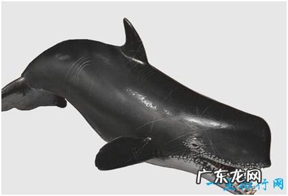 史上最凶猛的鲸，利维坦鲸能捕食须鲸