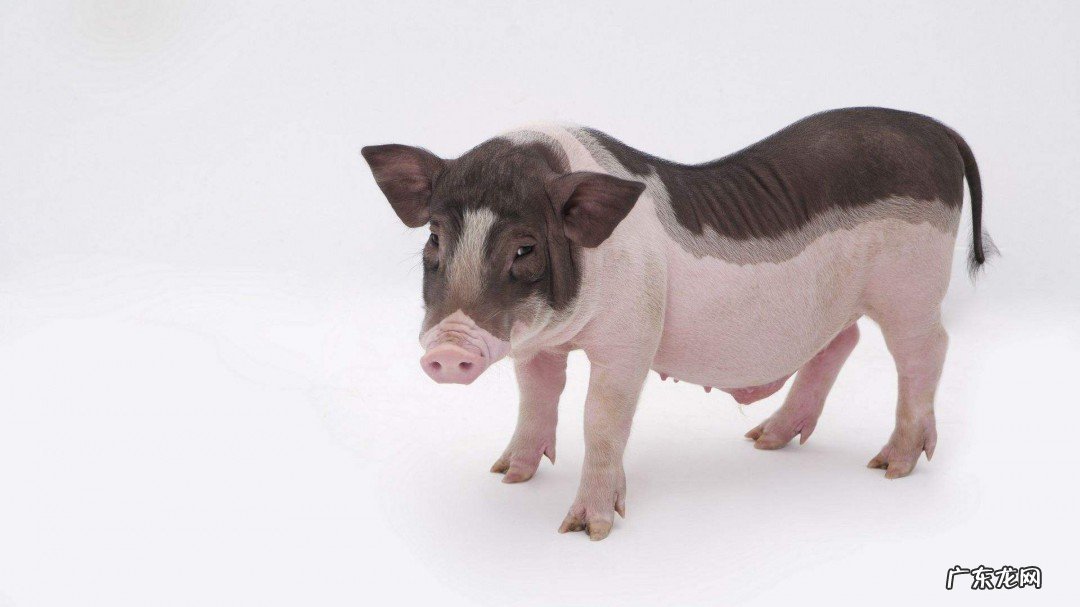 喂猪的玉米糊怎么做