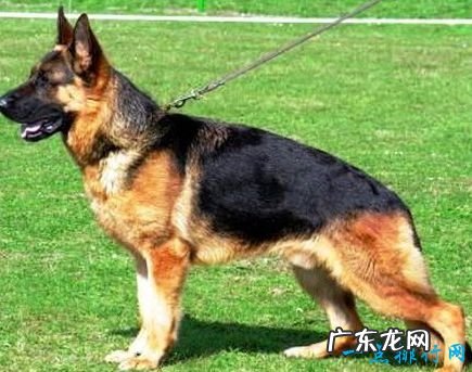 十大最凶猛犬种 二哈居然也上榜