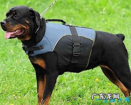 十大最凶猛犬种 二哈居然也上榜