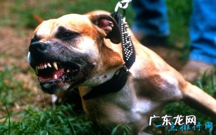 十大最凶猛犬种 二哈居然也上榜