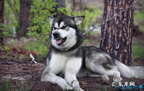 十大最凶猛的狗 杜宾犬排第一