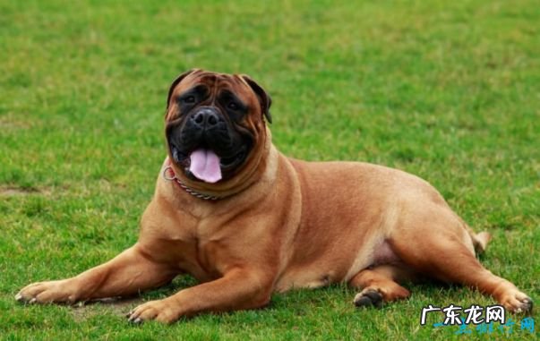 十大最凶猛的狗 杜宾犬排第一