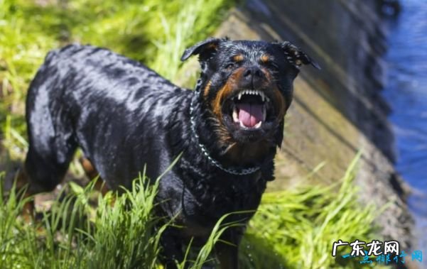 十大最凶猛的狗 杜宾犬排第一