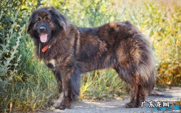 十大最凶猛的狗 杜宾犬排第一