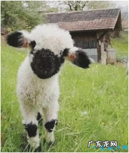 世界上最可爱的羊,黑鼻羊脸部漆黑不见五官,外形十分蠢萌