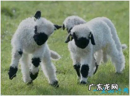 世界上最可爱的羊,黑鼻羊脸部漆黑不见五官,外形十分蠢萌