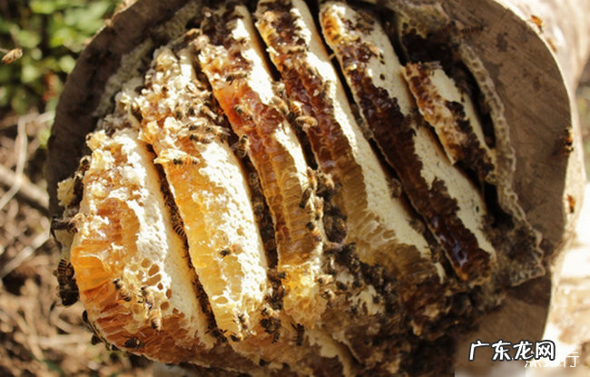 丹东十大特产 来丹东带什么特产回去