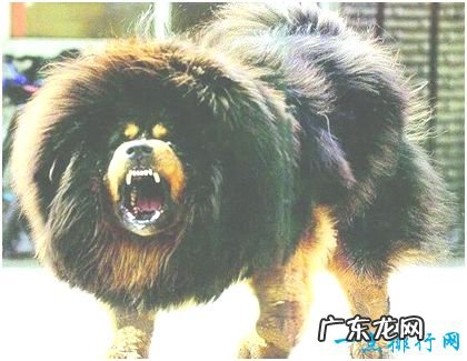 ?世界上最贵的狗,纯红藏獒被人以1580多万的高价购下