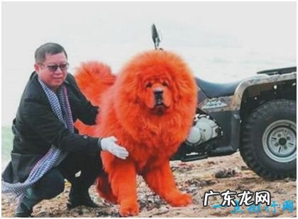?世界上最贵的狗,纯红藏獒被人以1580多万的高价购下