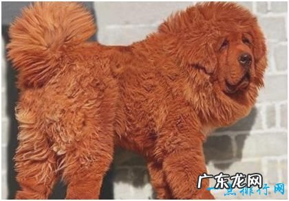 ?世界上最贵的狗,纯红藏獒被人以1580多万的高价购下