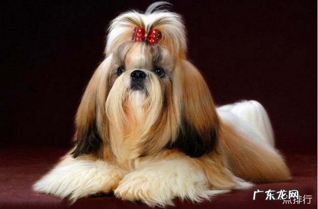 小型犬品种大全 十大最方便好养的小型犬