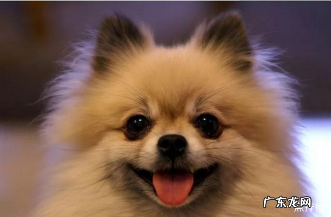 小型犬品种大全 十大最方便好养的小型犬