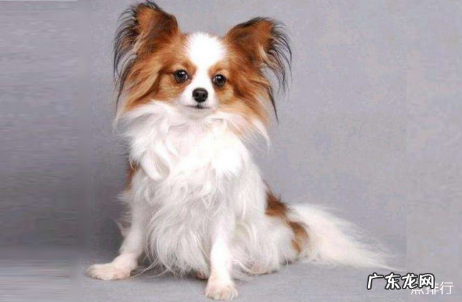 小型犬品种大全 十大最方便好养的小型犬