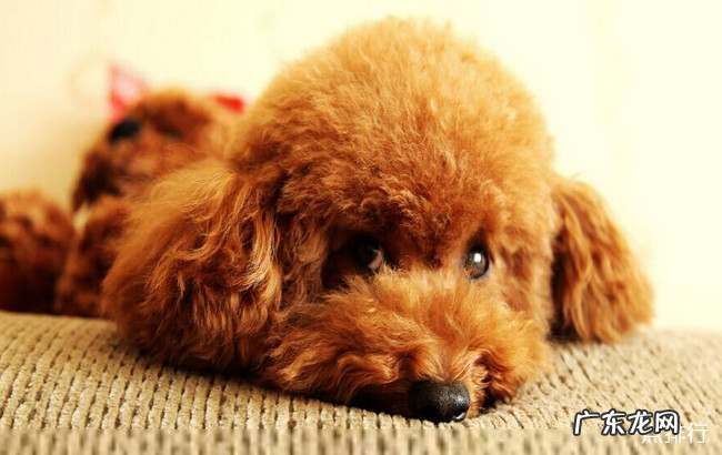 小型犬品种大全 十大最方便好养的小型犬