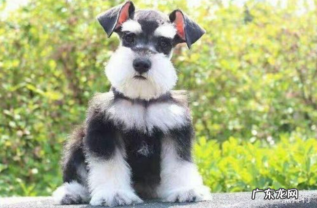 小型犬品种大全 十大最方便好养的小型犬