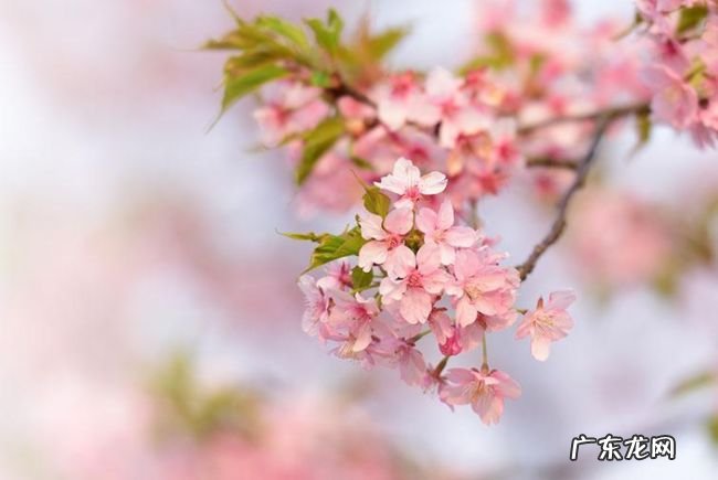 小说网站排行榜前十名 晋江文学城占据榜首