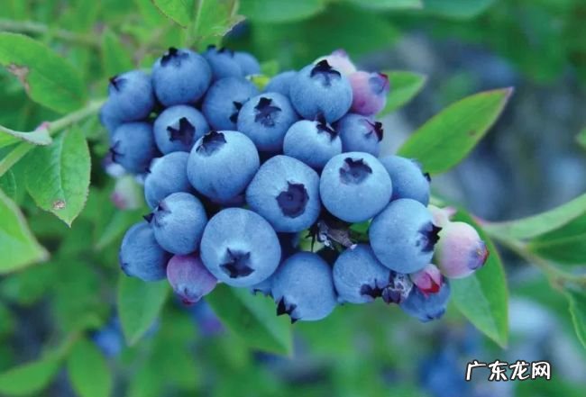 十大高抗氧化食品 枸杞位居第一