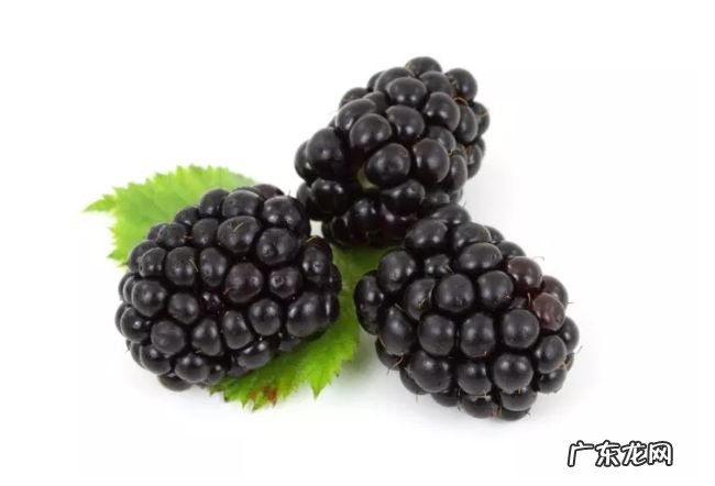 十大高抗氧化食品 枸杞位居第一