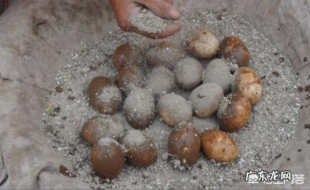 为什么外国人非常排斥皮蛋